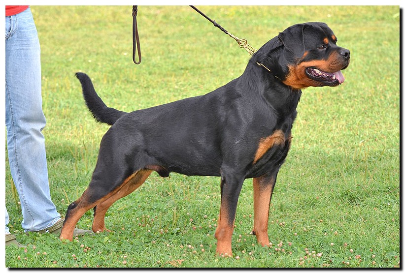 Excalibur vom Quercus Wald Excalibur vom Quercus Wald